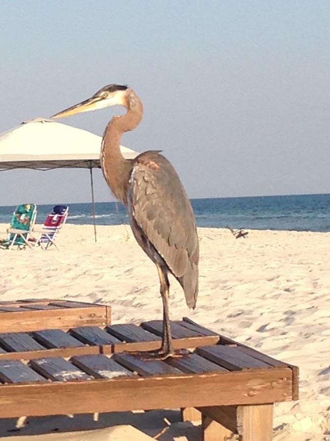 Gulf Shores Plantation Екстер'єр фото